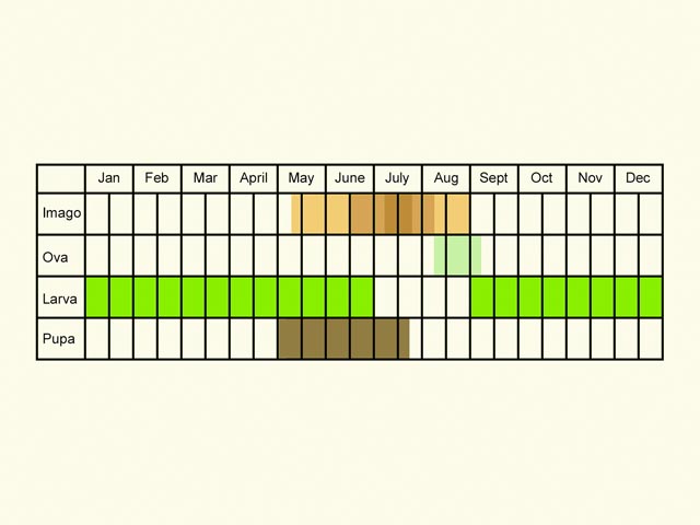  Life stages table Copyright Martin Evans 