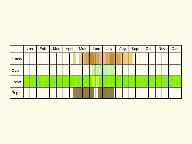  Life stages table Copyright Martin Evans 