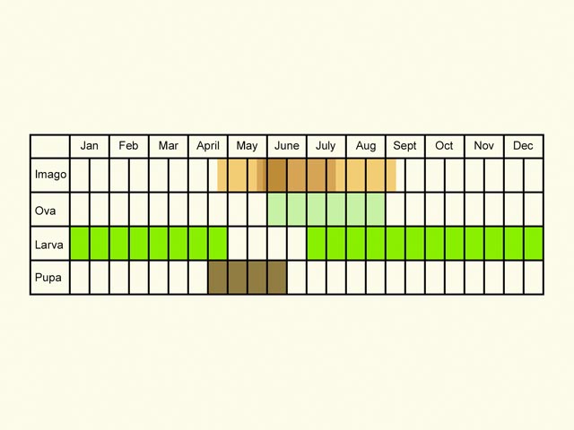  Life stages table Copyright Martin Evans 