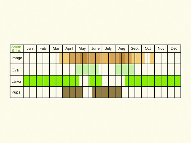  Life stages table Copyright Martin Evans 