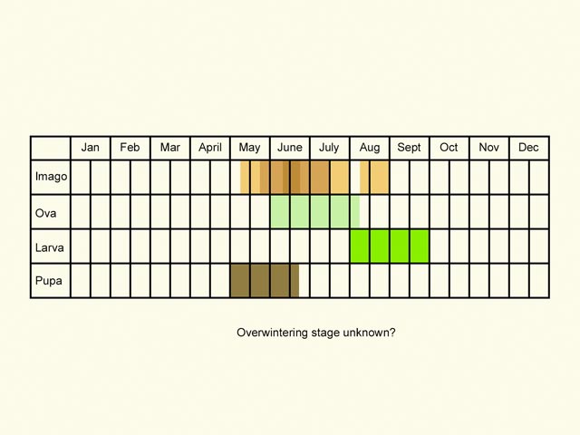  Life stages table Copyright Martin Evans 