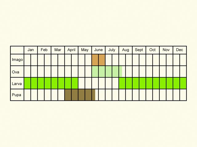  Life stages table Copyright Martin Evans 