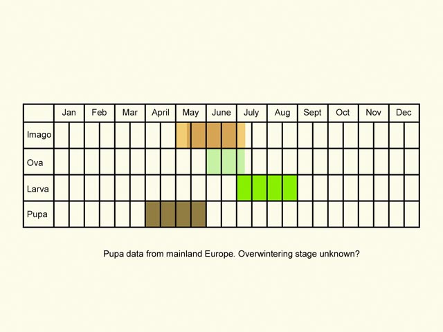  Life stages table Copyright Martin Evans 