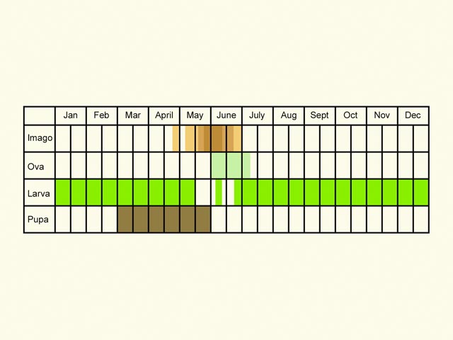  Life stages table Copyright Martin Evans 