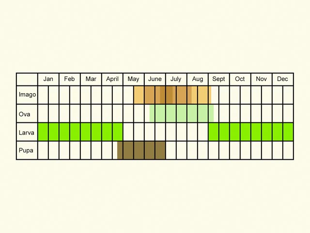  Life stages table Copyright Martin Evans 