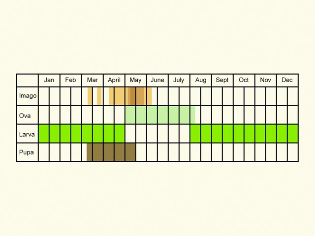  Life stages table Copyright Martin Evans 