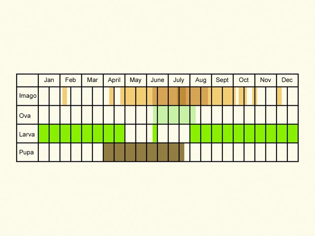  Life stages table Copyright Martin Evans 