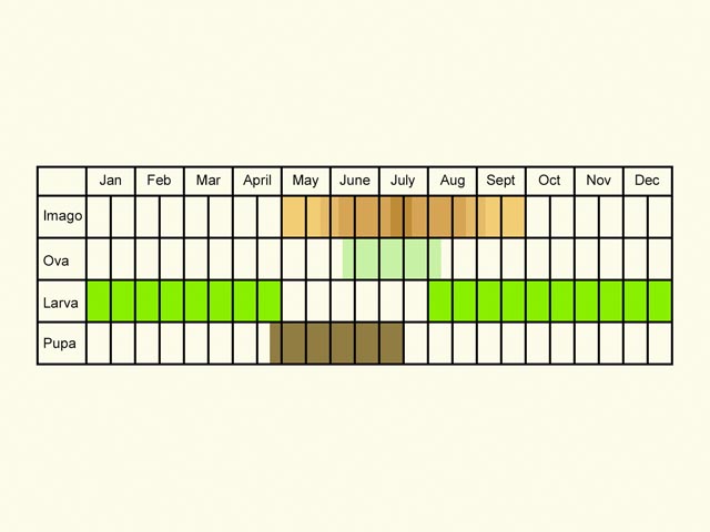  Life stages table Copyright Martin Evans 