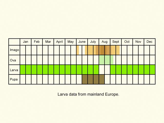  Life stages table Copyright Martin Evans 