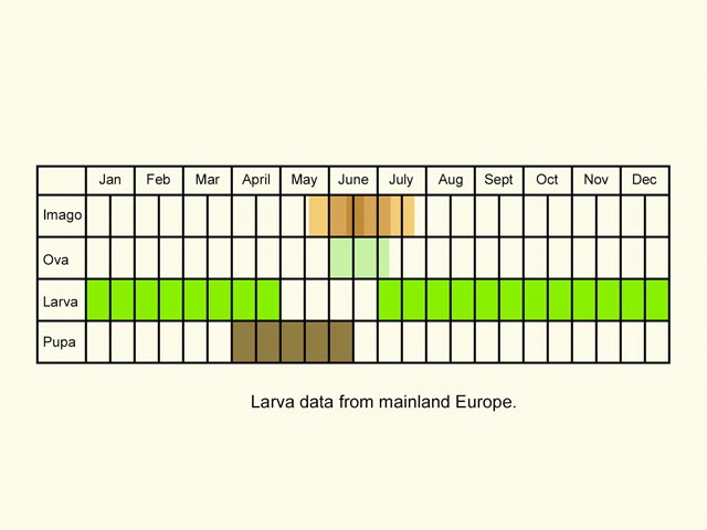  Life stages table Copyright Martin Evans 
