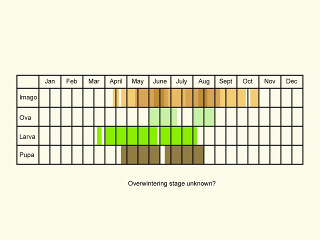  Life stages table Copyright Martin Evans 