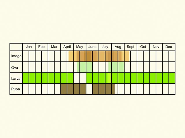  Life stages table Copyright Martin Evans 