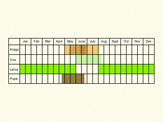  Life stages table Copyright Martin Evans 