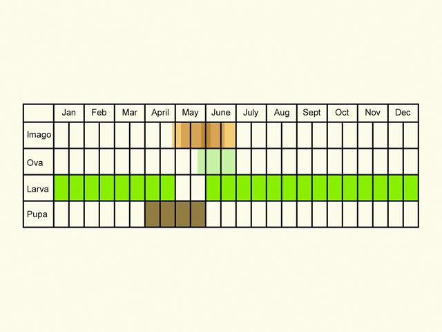  Life stages table Copyright Martin Evans 