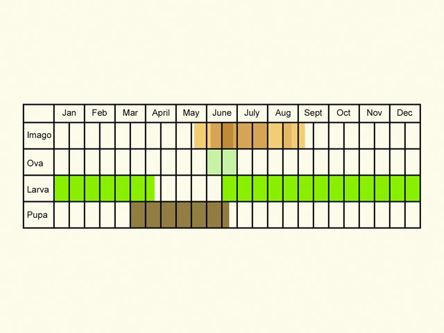  Life stages table Copyright Martin Evans 