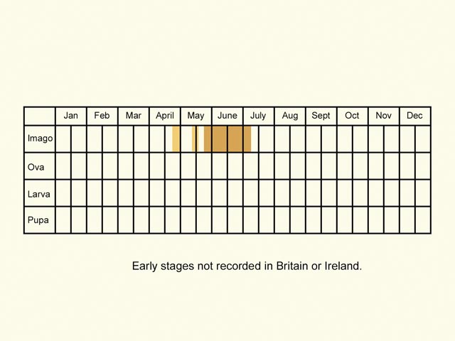  Life stages table Copyright Martin Evans 