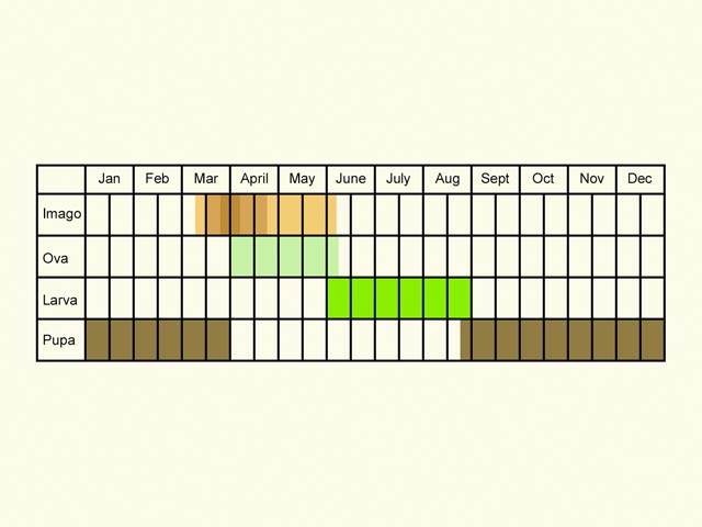  Life stages table Copyright Martin Evans 