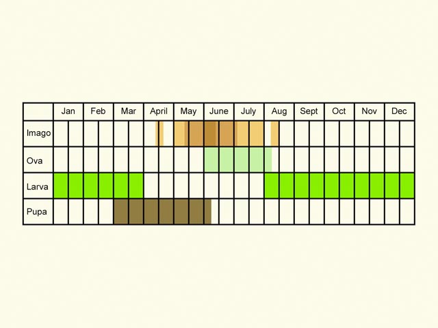  Life stages table Copyright Martin Evans 