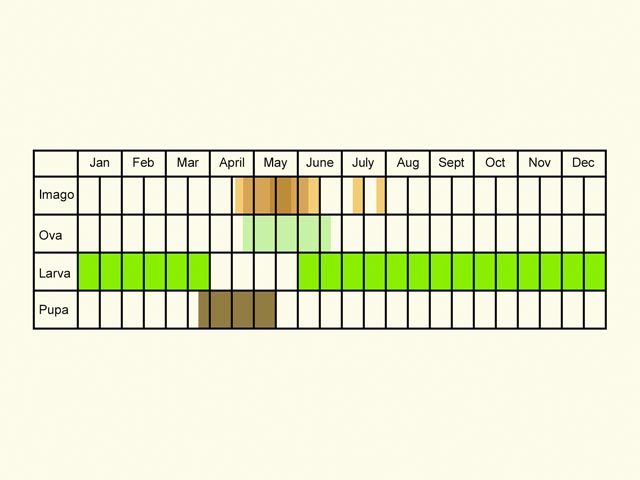  Life stages table Copyright Martin Evans 