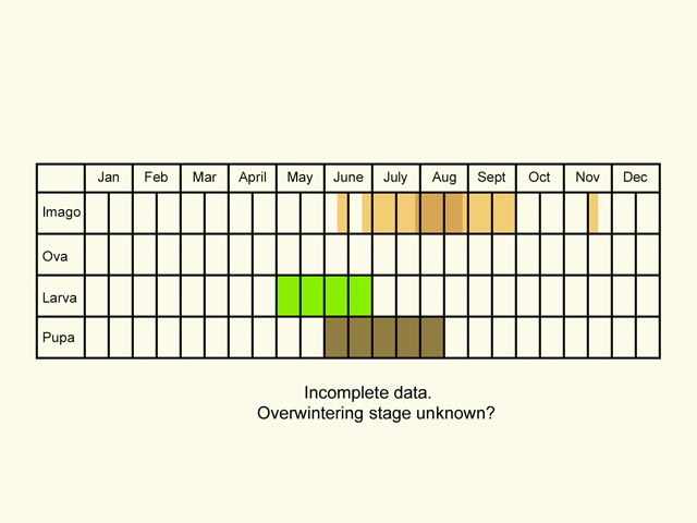  Life stages table Copyright Martin Evans 