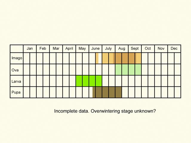  Life stages table Copyright Martin Evans 