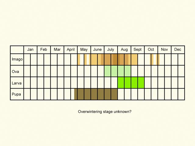  Life stages table Copyright Martin Evans 