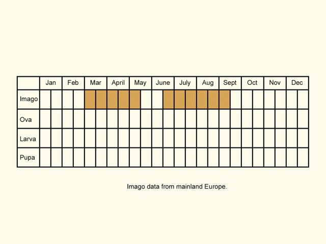  Life stages table Copyright Martin Evans 