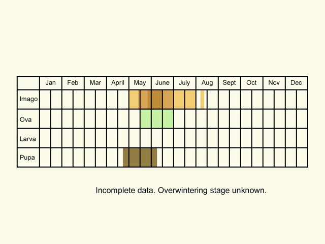  Life stages table Copyright Martin Evans 