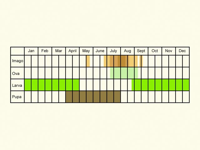  Life stages table Copyright Martin Evans 
