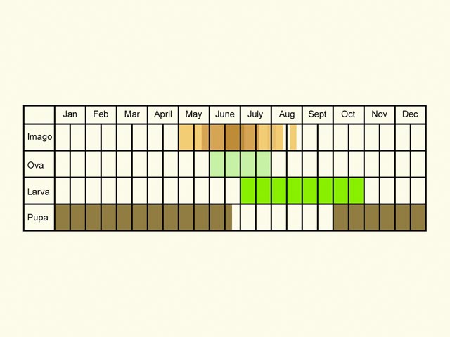  Life stages table Copyright Martin Evans 