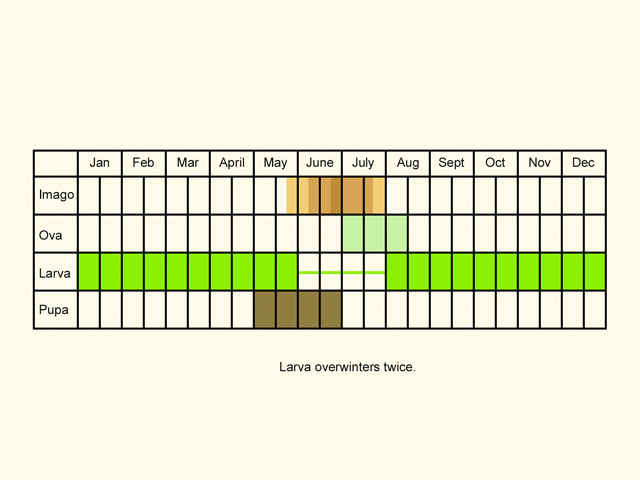  Life stages table Copyright Martin Evans 