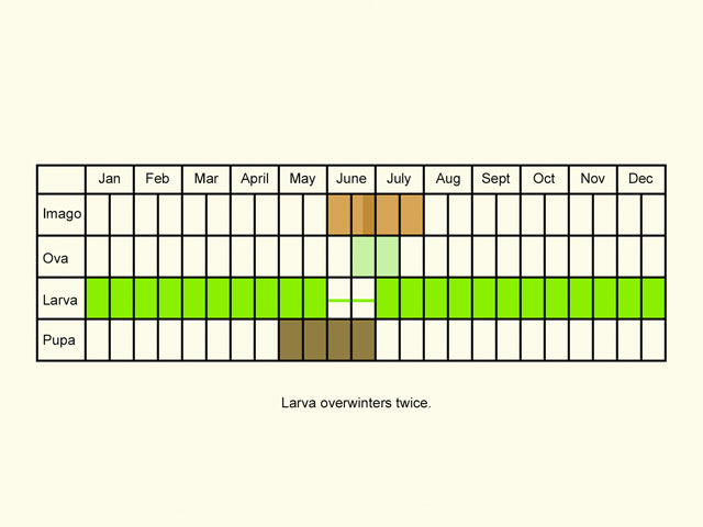  Life stages table Copyright Martin Evans 