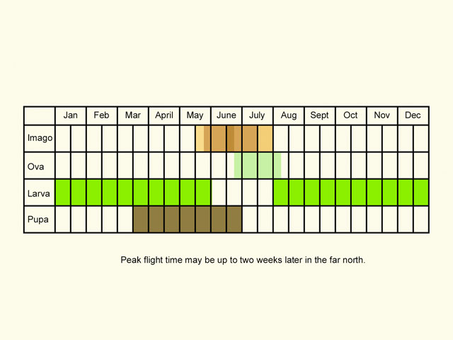  Life stages table Copyright Martin Evans 