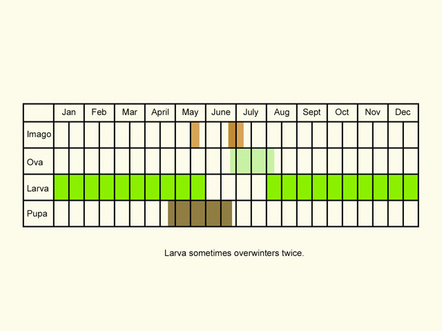  Life stages table Copyright Martin Evans 