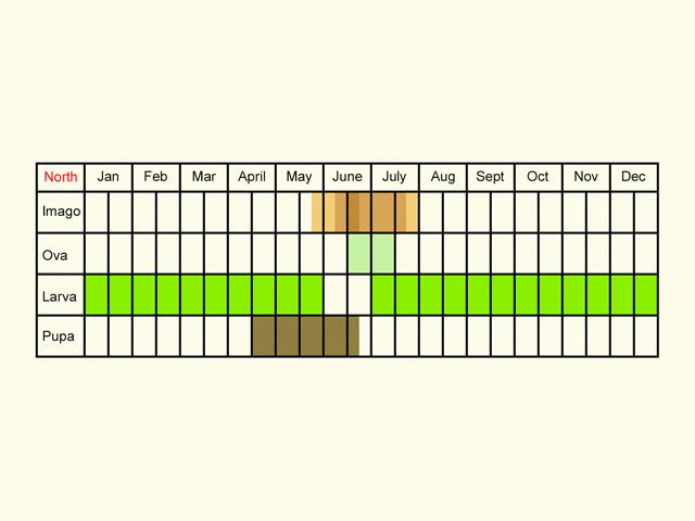  Life stages table Copyright Martin Evans 