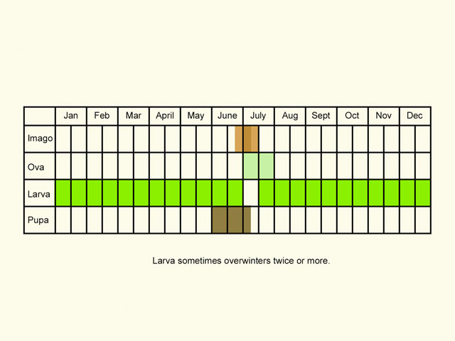  Life stages table Copyright Martin Evans 
