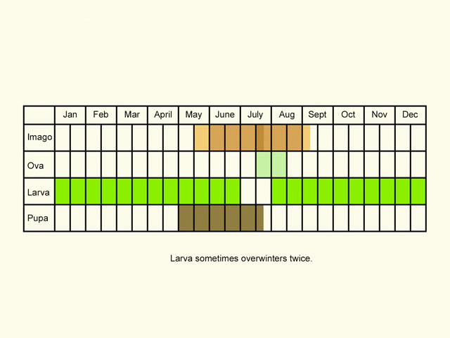  Life stages table Copyright Martin Evans 