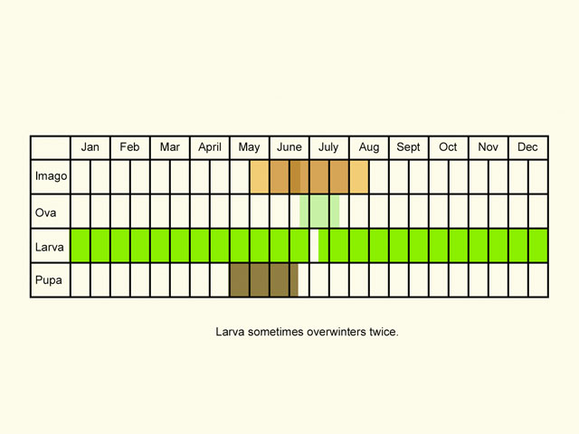  Life stages table Copyright Martin Evans 