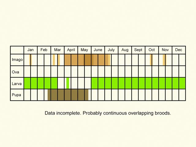  Life stages table Copyright Martin Evans 