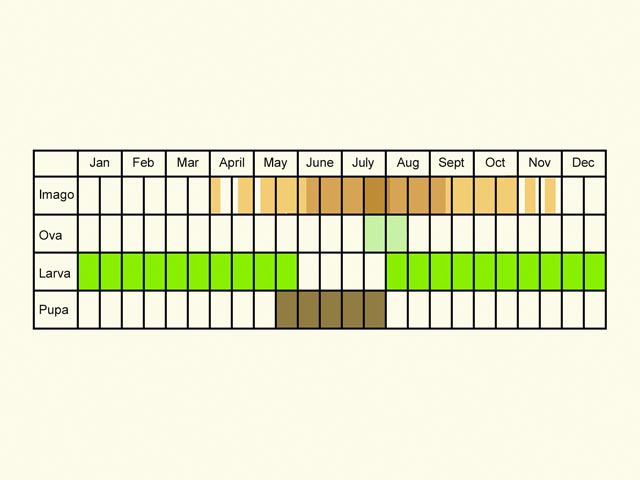  Life stages table Copyright Martin Evans 