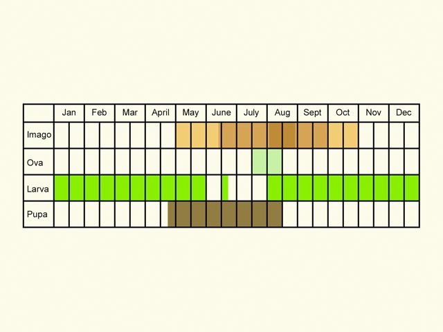  Life stages table Copyright Martin Evans 