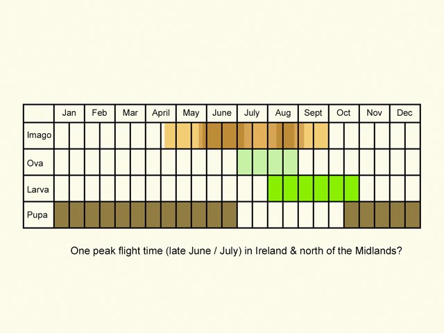  Life stages table Copyright Martin Evans 