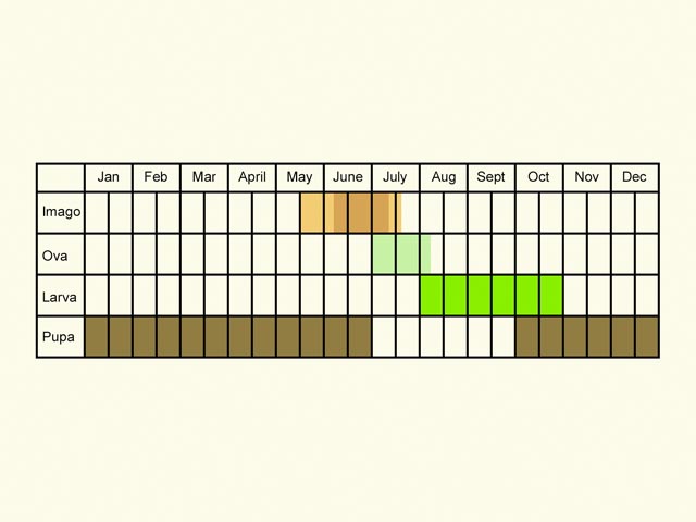  Life stages table Copyright Martin Evans 