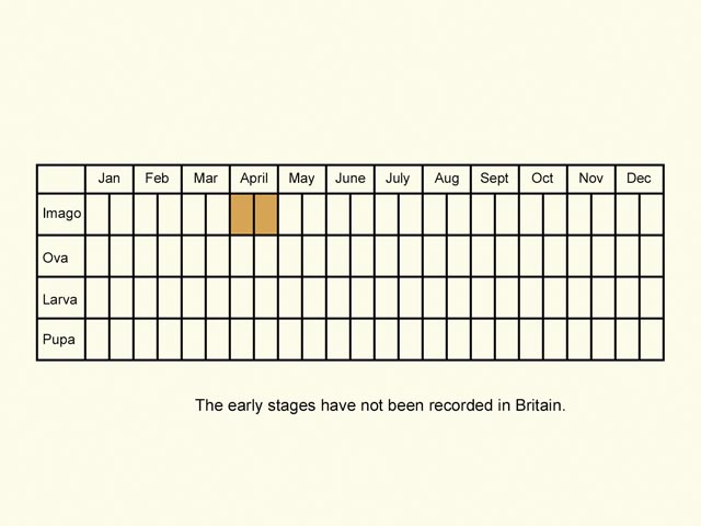  Life stages table Copyright Martin Evans 