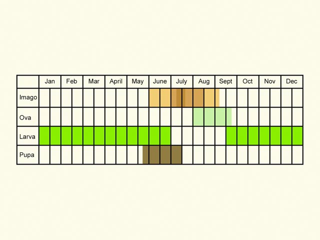  Life stages table Copyright Martin Evans 
