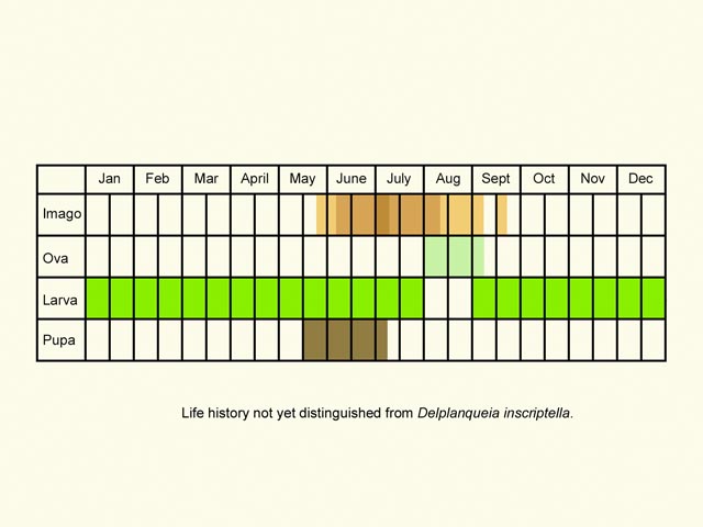  Life stages table Copyright Martin Evans 