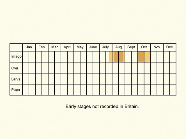  Life stages table Copyright Martin Evans 