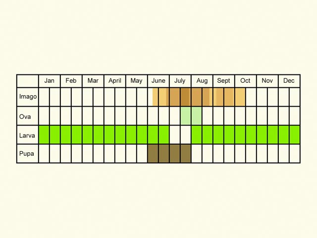  Life stages table Copyright Martin Evans 