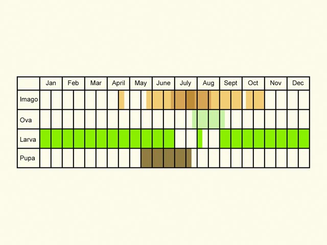  Life stages table Copyright Martin Evans 