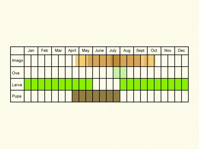  Life stages table Copyright Martin Evans 